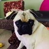pugmom1031